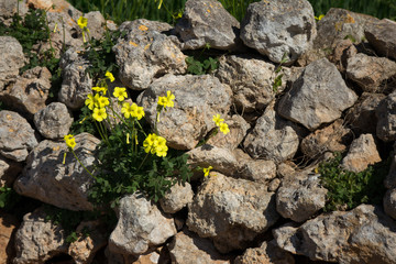 Oxalis pes caprae