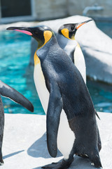 キングペンギン / 旭山動物園 北海道