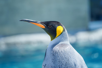 キングペンギン / 旭山動物園 北海道