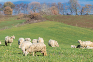 Obraz premium Gregge di pecore al pascolo