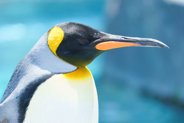 キングペンギン / 旭山動物園 北海道