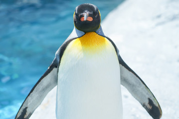 キングペンギン / 旭山動物園 北海道
