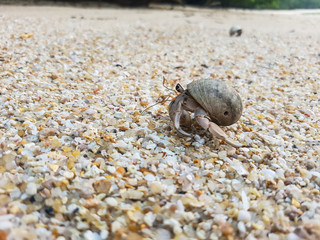 A journey of Hermit Crab in the beach