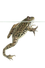 frog