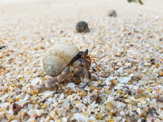 A journey of Hermit Crab in the beach