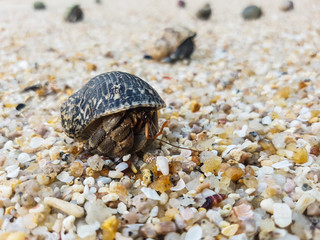The journey of Hermit Crab.
