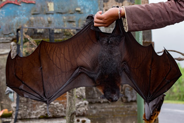 Flying fox close up portrait detail view © Andrea Izzotti