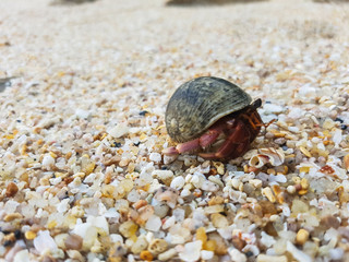 The journey of Hermit Crab.
