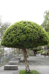 綺麗に剪定された松の木