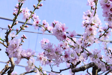 The peach blossom