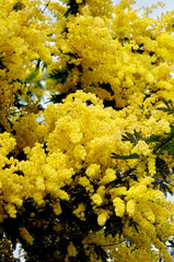 Flowering Yellow Mimosa