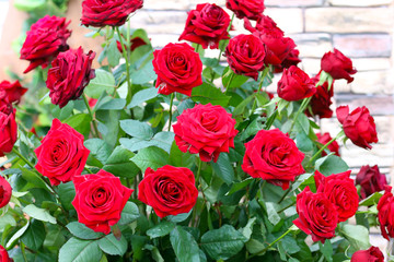 Bouquet of red roses