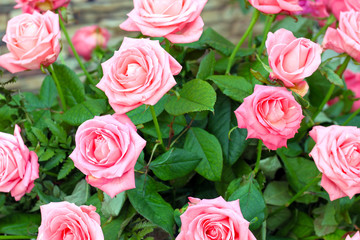 Bouquet of pink roses