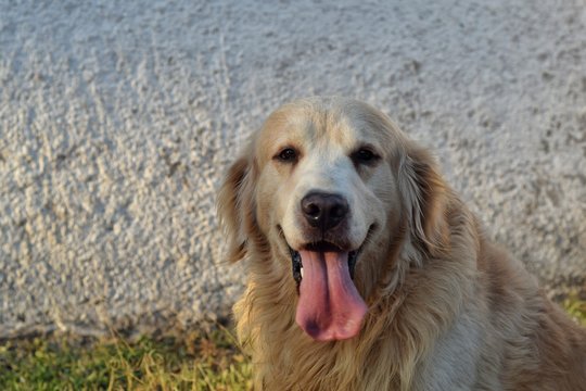 Thor the golden retriever