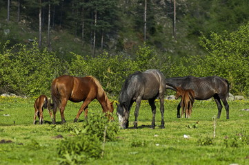 Naklejka na ściany i meble Mountain landscape and wild horses in Rila mountain, Bulgaria 