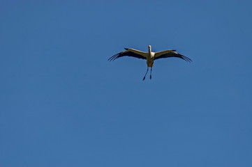 White stork in flight, Rila mountain, Bulgaria  