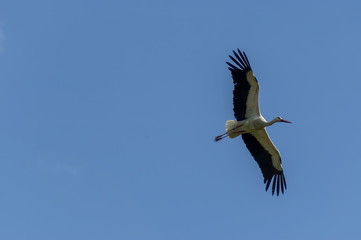 White stork in flight, Rila mountain, Bulgaria  