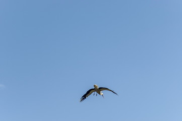 White stork in flight, Rila mountain, Bulgaria  