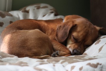 Sweet, tiny Puggle puppy sleeping in the sunshine on a large dog bed.