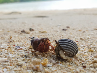 The journey of Hermit Crab on the beach.