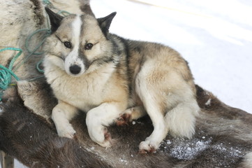 Ненецкая оленегонная лайка 