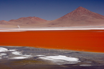 Flamingos at the colourful Laguna Colorada on the Altiplano high plateau, Bolivia