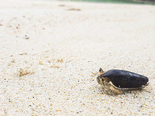 The journey of Hermit Crab on the beach.
