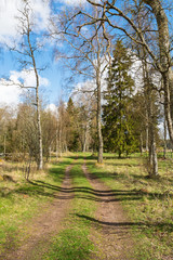 Dirt road through a sunny pasture in spring