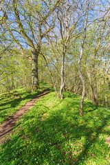 Path through the forest in spring with blooming wood anemones