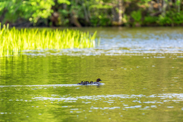 Goldeneye with baby birds swimming in the river