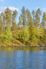 Pine trees on the hill by the lake