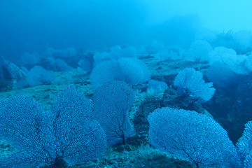 Coral reef at Baja California, Mexico