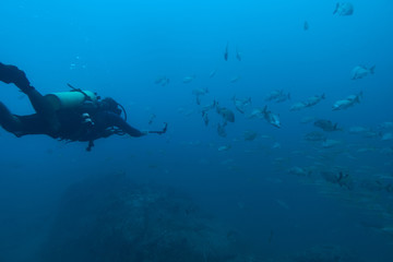 Scuba diver recording video at Baja California, Mexico