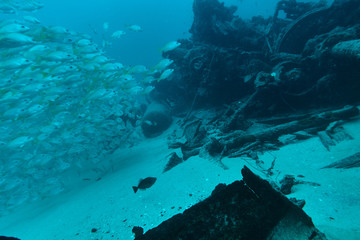 Fish shoal at wreck at Baja California, Mexico