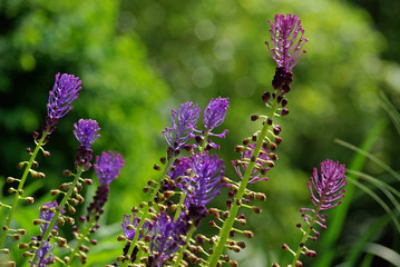 Muscaris à toupet au jardin au printemps