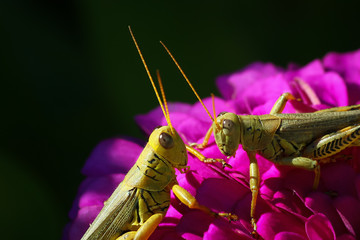 Meeting of the Minds