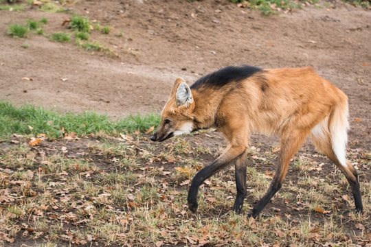 Maned wolf