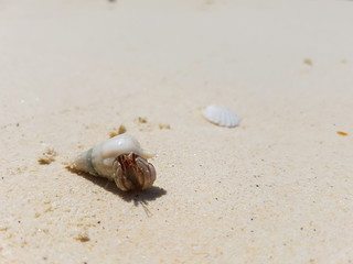 The journey of Hermit Crab.
