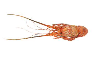 Spiny lobster isolated on white backgroun.