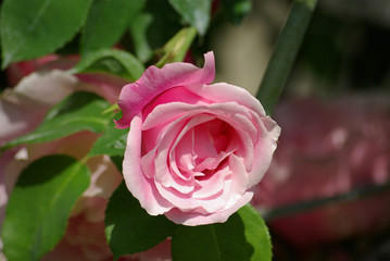 Rose au printemps au jardin