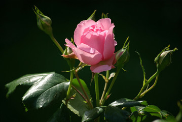 Rose en bouton au lever du soleil au printemps