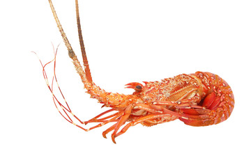 Spiny lobster isolated on white backgroun.