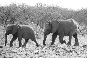  Zwei Elefantenjunge im Etosha Nationalpark