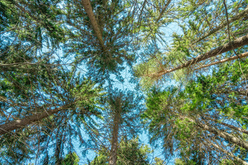 Treetops in a forest