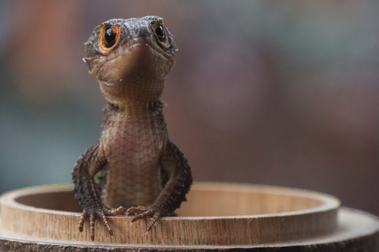 Croc Skink