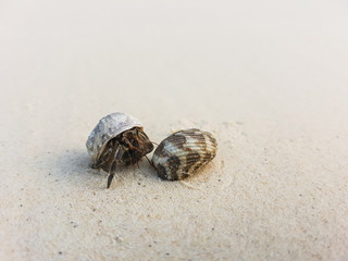 The journey of Hermit Crab.
