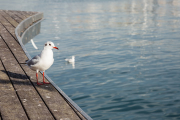 gull, bird,
sea,
flying,
herring,
nature,
family,
larus,
animal,
kelp,