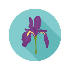 Iris color flat icon for web and mobile design