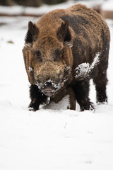 Wild boar