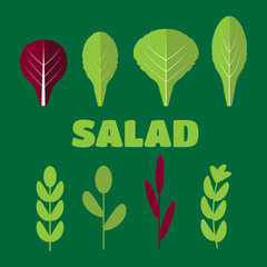 Salad ingredients vector. Leafy vegetables. Organic and vegetarian, borage and radichio